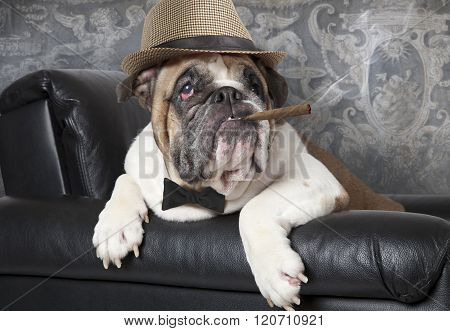 English Bulldog With A Cigar