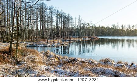 Andscape With The Frozen Plants And The Hoar-frost