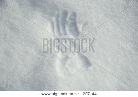 Snow Print