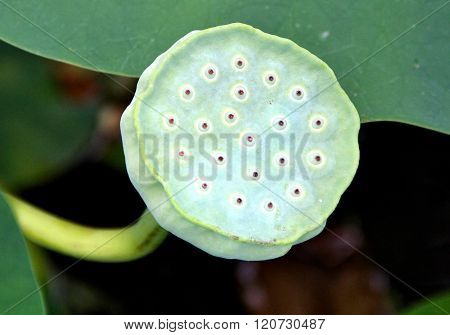 A Green plant , park of Canada