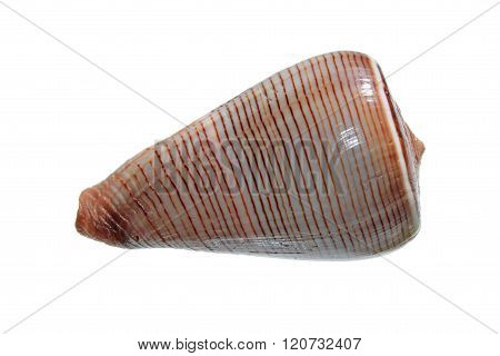 Shell of Conus figulinus isolated on white