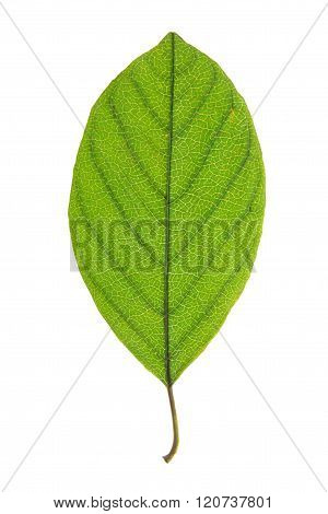 Green leaf of Alder Buckthorn isolated on white