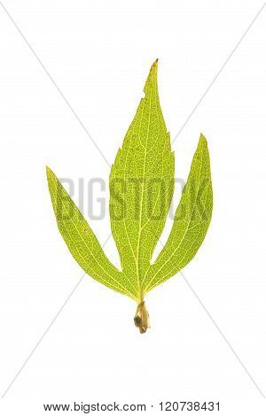 Green leaf of Rudbeckia laciniata isolated on white