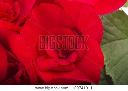 red begonia flowers