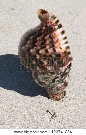large shell on a beach republic domicaine,