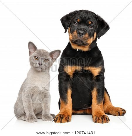 Cat And Dog Together On A White