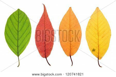 Yellowing Leaf Stage