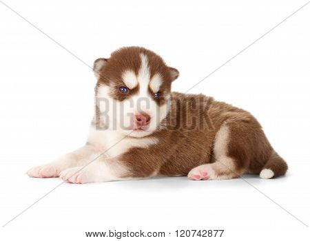 Siberian Cooper Red Husky Puppy