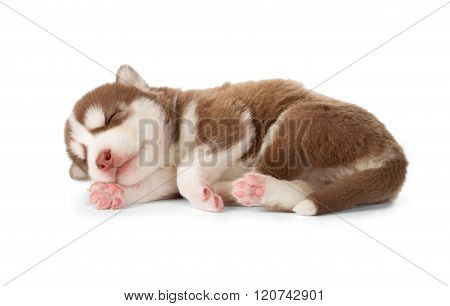 Siberian Cooper Red Husky Puppy Asleep