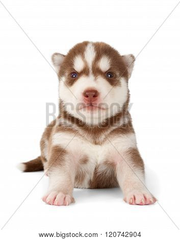 Siberian Cooper Red Husky Puppy
