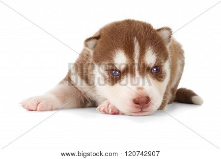 Siberian Cooper Red Husky Puppy