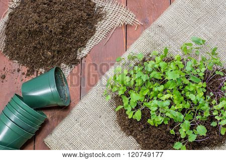 Seedlings Small Plants of Kohlrabi with Flower Pots and Loam on Wooden Background