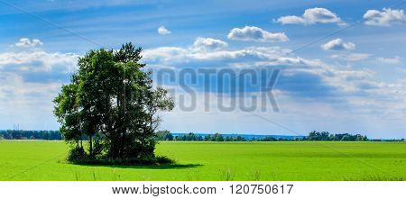 Spring landscape