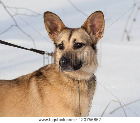 Red And Black Dog On Leash On Background Of Snow