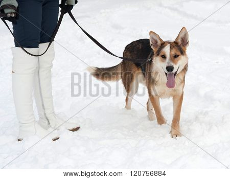 Red, Black And White Mongrel Dog Is On Leash On Background Of Snow