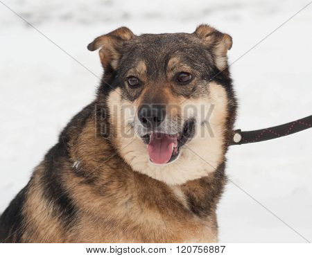 Brown Mongrel Dog In Snow
