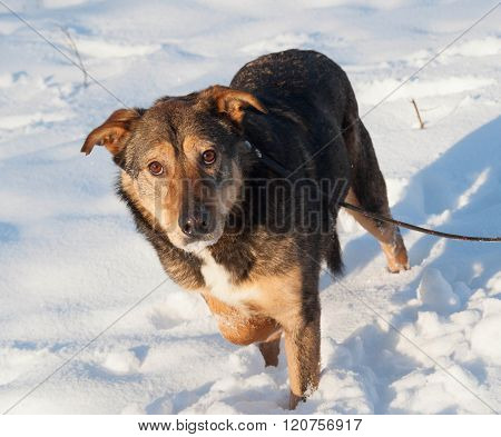 Brown Mongrel Dog In Snow