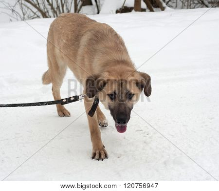 Red And Black Mongrel Dog Standing On Snow