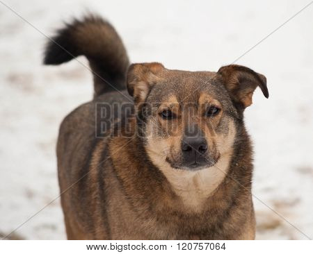 Brown Mongrel Dog Going On Snow