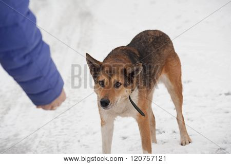 Red And White Dog Suits To Person With Bait