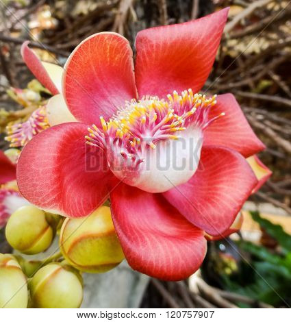 Shala Tree Blossom
