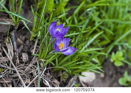 Blossom of crocuses flowers in early spring