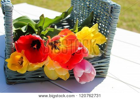 Basket of Tulips