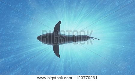 The Great White Shark In The Ocean Side View