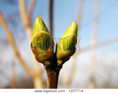 Germoglio di primavera