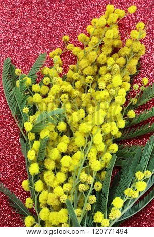 Yellow Mimosas In Blossom For The International Women's Day With Red Background
