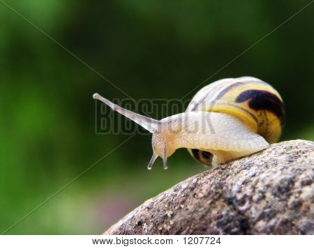 หอยทากบนหิน