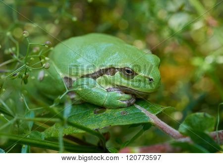 European Tree Frog On A Green Leaf