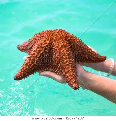 beautiful colorful starfish in girl hands