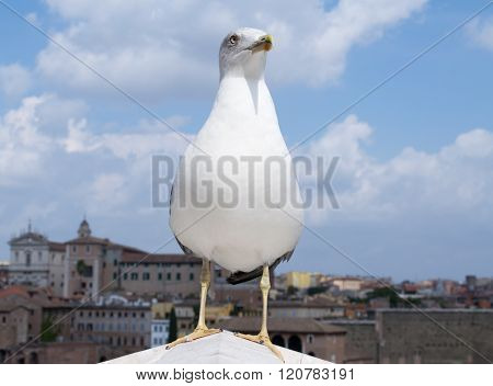 European herring gull (Larus argentatus) looks rightside with European city in the background