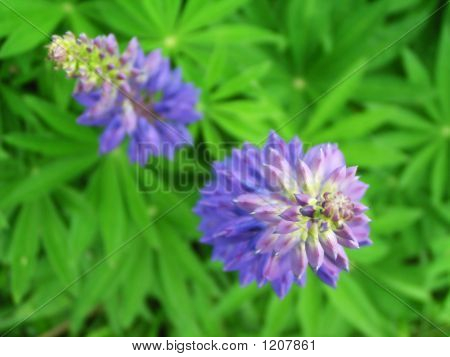 Due fiori blu