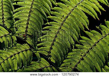 Fern Leafs