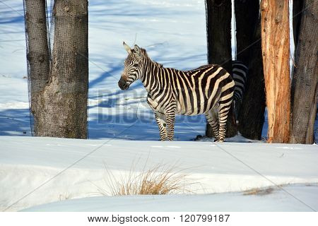 Winter time Zebras
