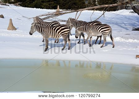 Winter time Zebras