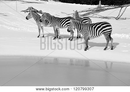 Winter time Zebras