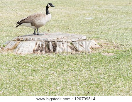 Goose on a Tree Stump