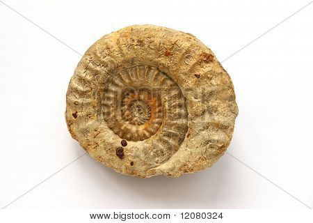 Fossilized Ammonite on White