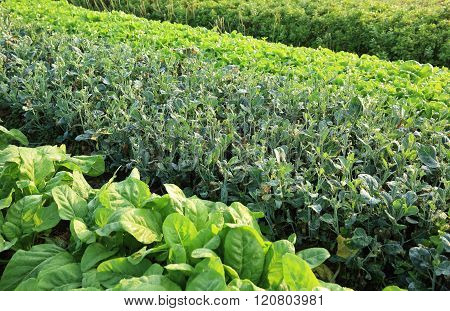 variety vegetable plants in growth at vegetable garden