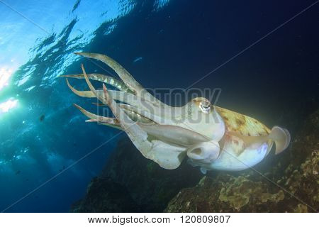 Cuttlefish