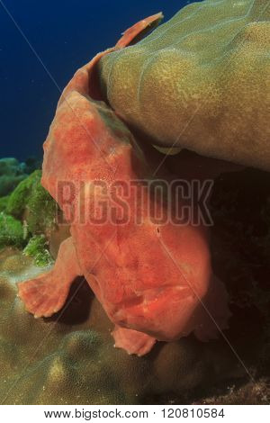 Frogfish (Anglerfish)
