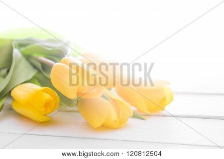fresh yellow tulips