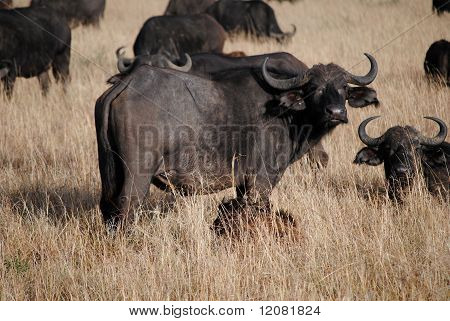 Afrikanske buffalo med besætning