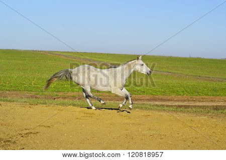 white horse with a gray tail and short mane runs on the sand next to the green grass