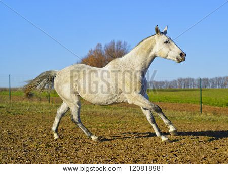 white horse with a gray tail and short mane runs on the sand next to the green grass
