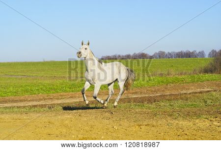 white horse with a gray tail and short mane runs on the sand next to the green grass