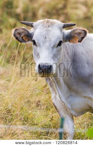 White Cow In Prato Nevoso Piedmont Italy